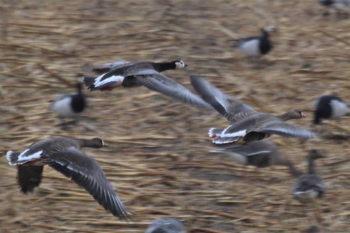 Greater White-fronted x Barnacle Goose (hybrid) - ML617606364