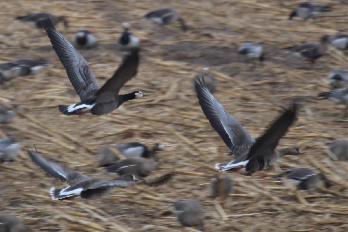 Greater White-fronted x Barnacle Goose (hybrid) - ML617606365