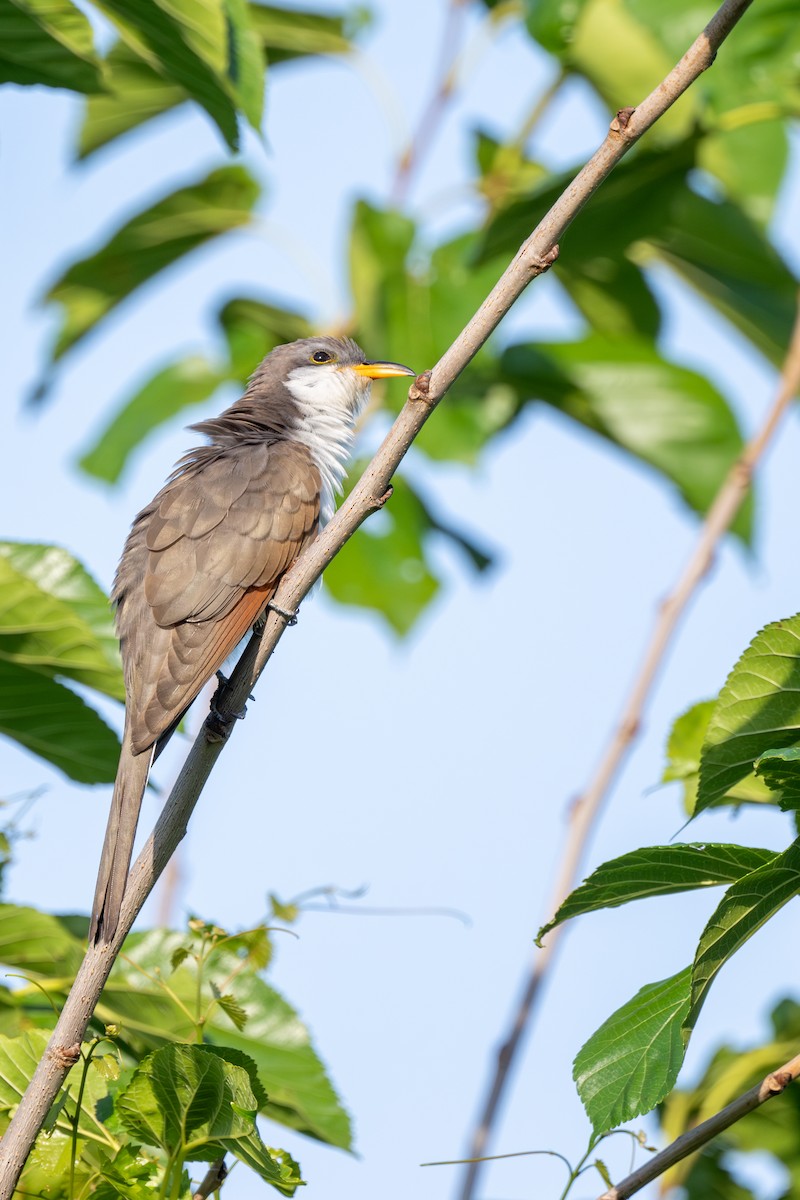 Yellow-billed Cuckoo - ML617606384