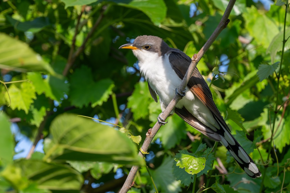 Yellow-billed Cuckoo - ML617606387