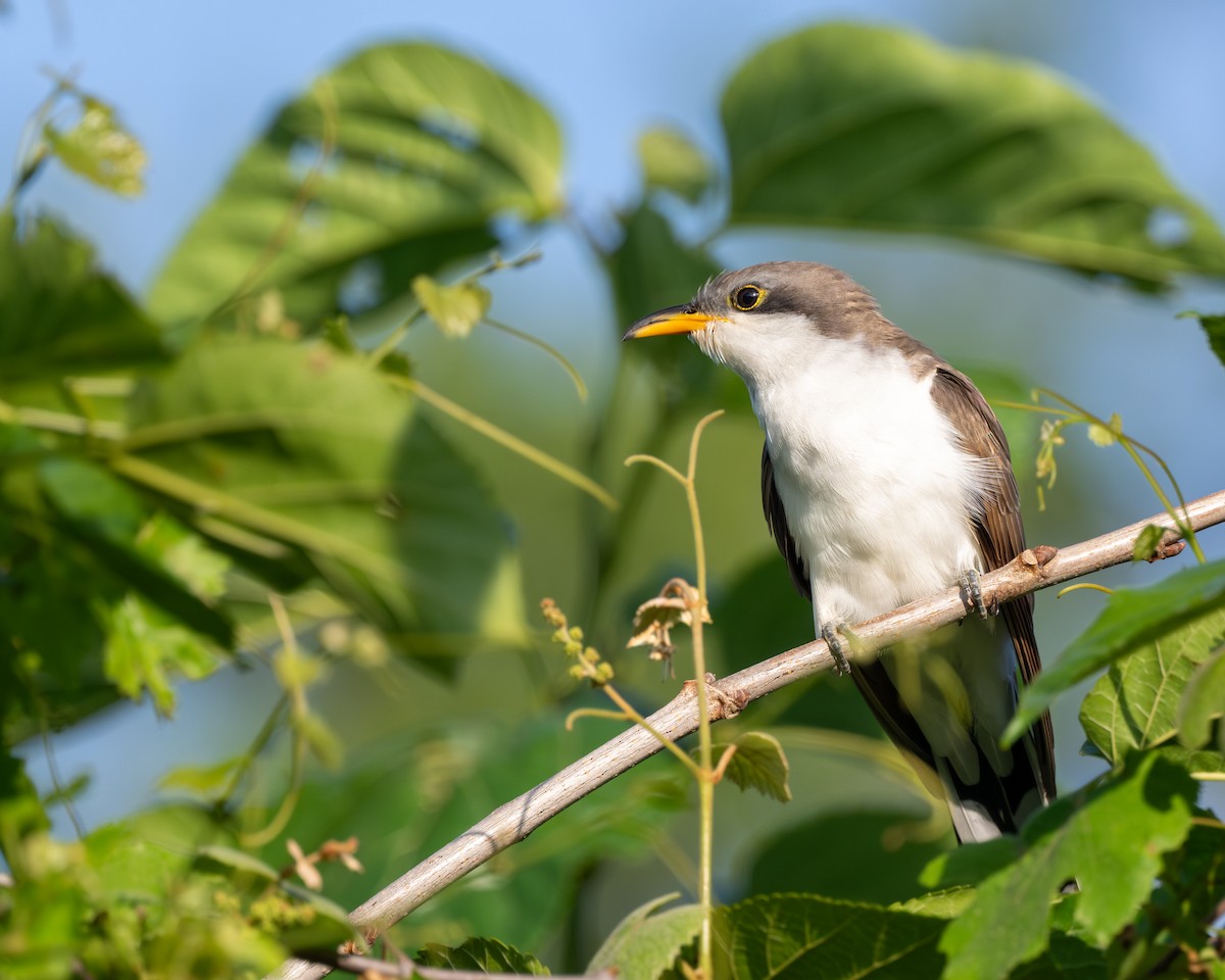 Yellow-billed Cuckoo - ML617606388