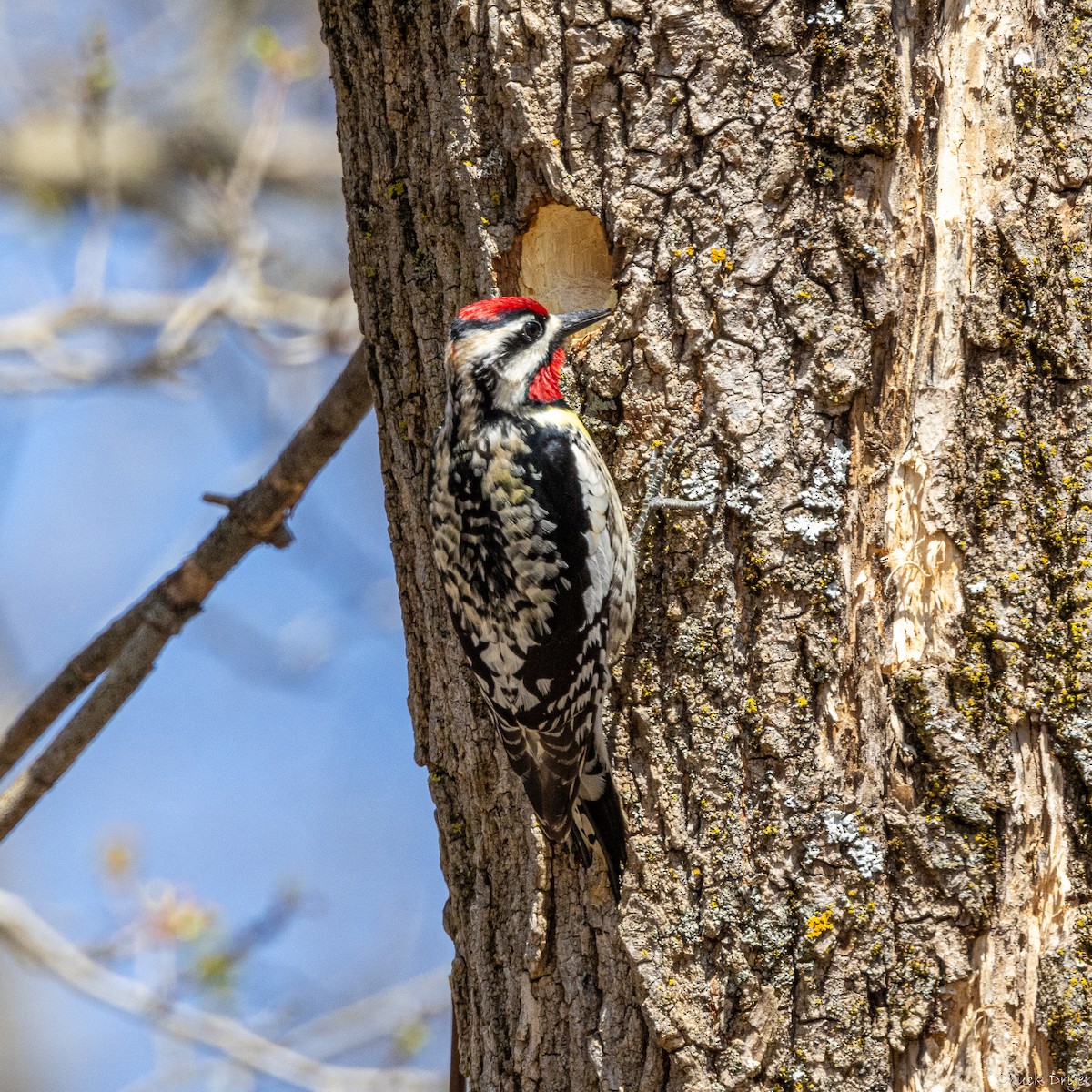 Yellow-bellied Sapsucker - Chuck Dryer