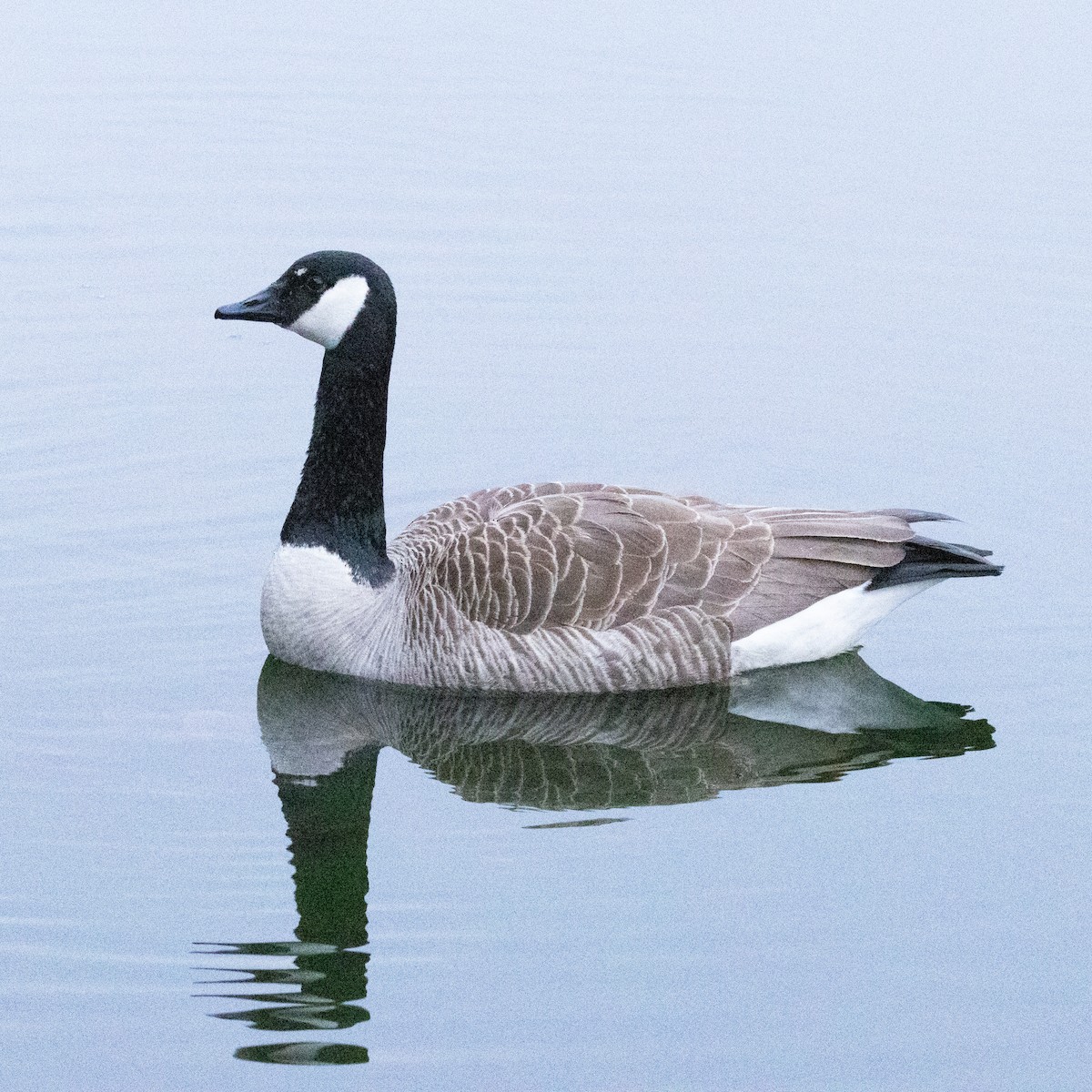 Canada Goose - ML617606420