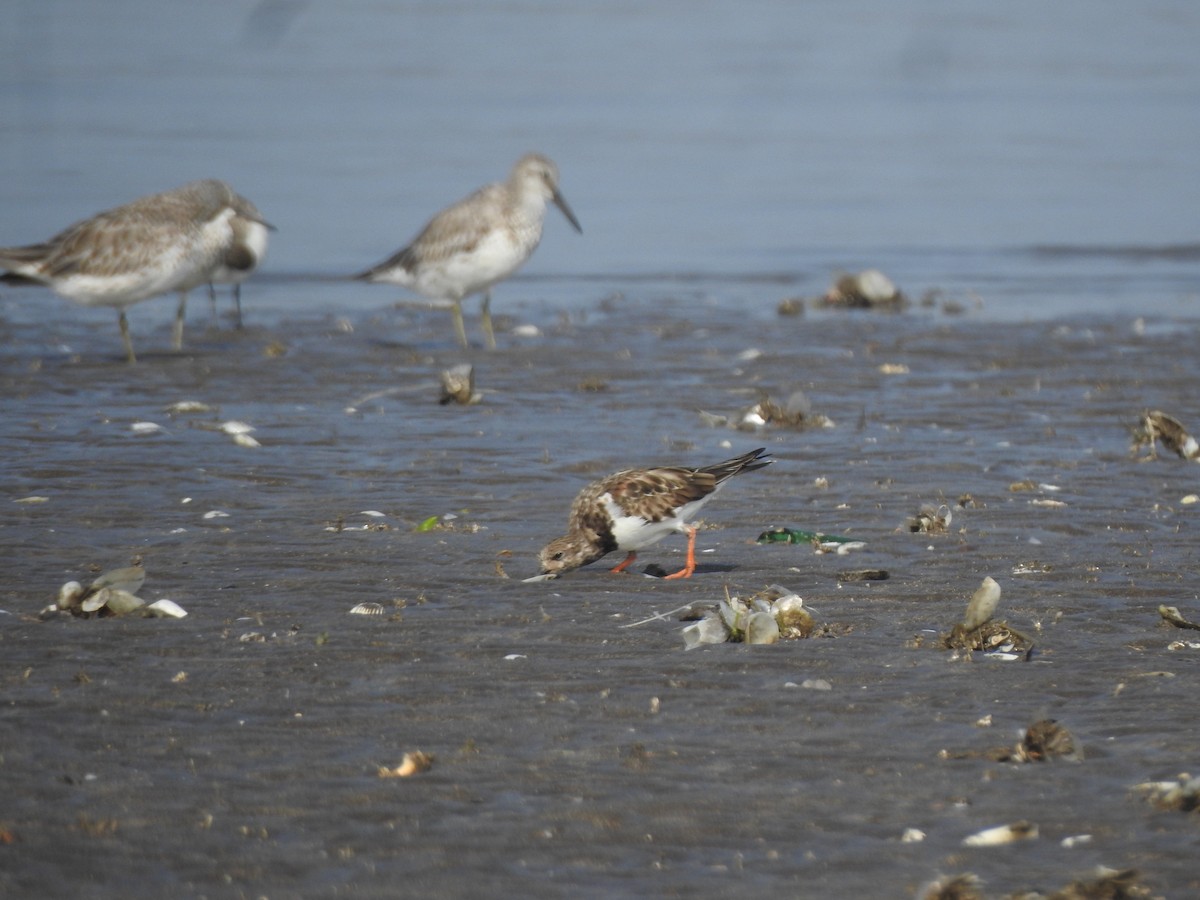 Ruddy Turnstone - Francis D'Souza