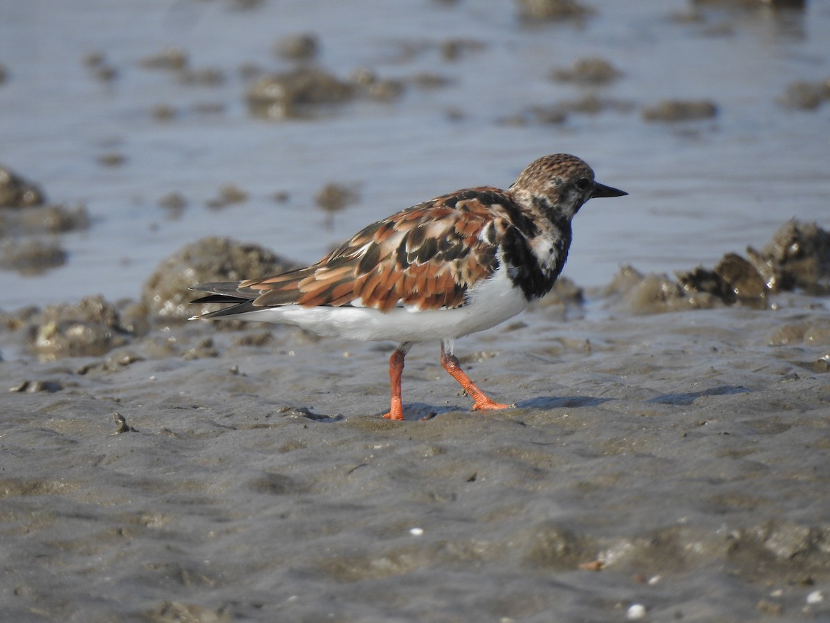 Ruddy Turnstone - Francis D'Souza