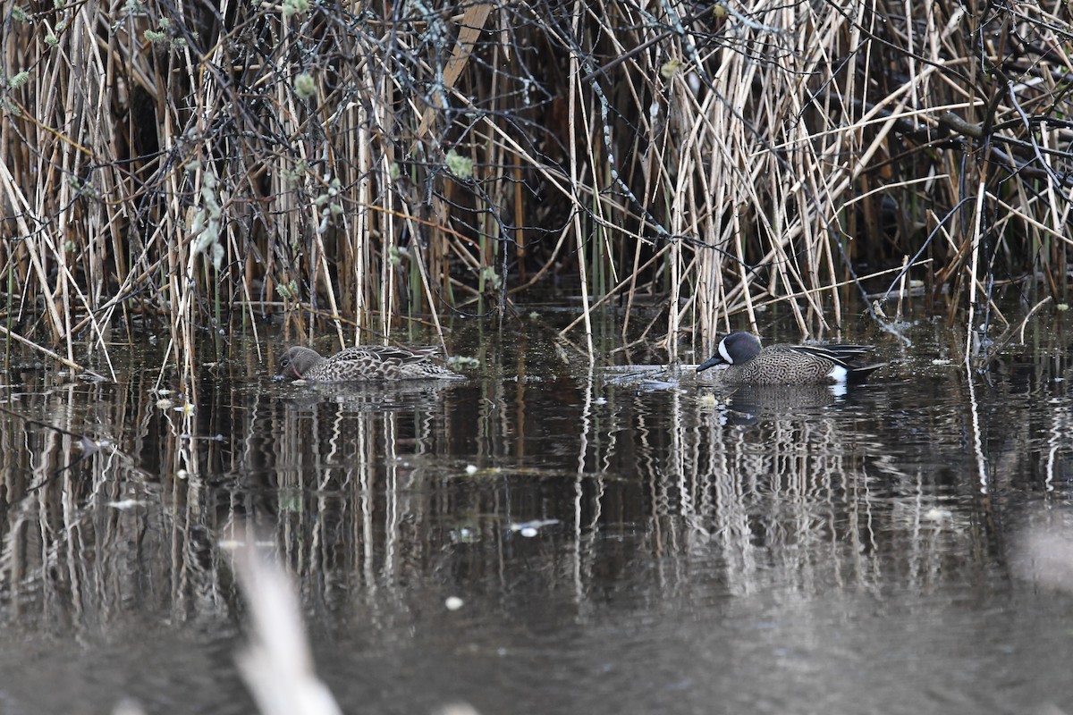 Blue-winged Teal - ML617606438