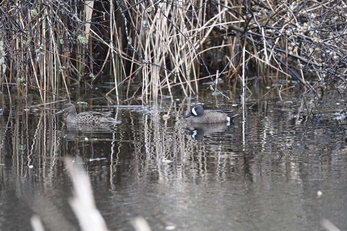 Blue-winged Teal - ML617606442