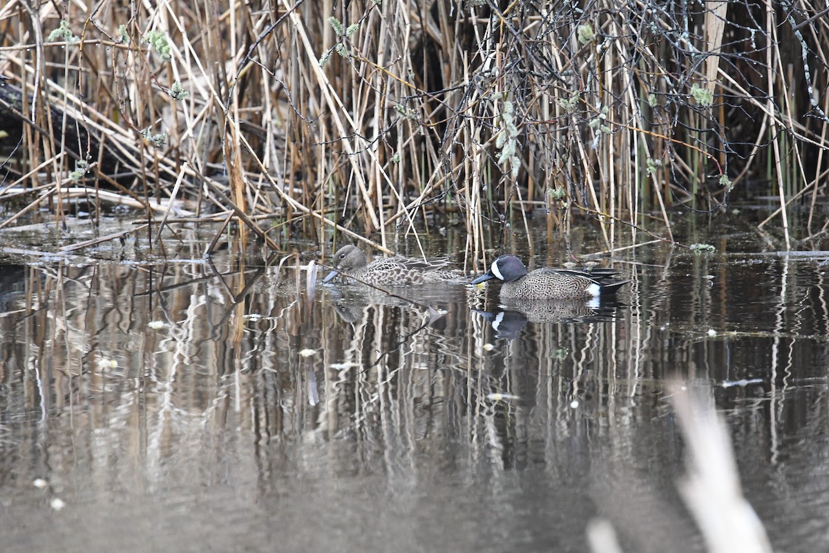 Blue-winged Teal - ML617606445