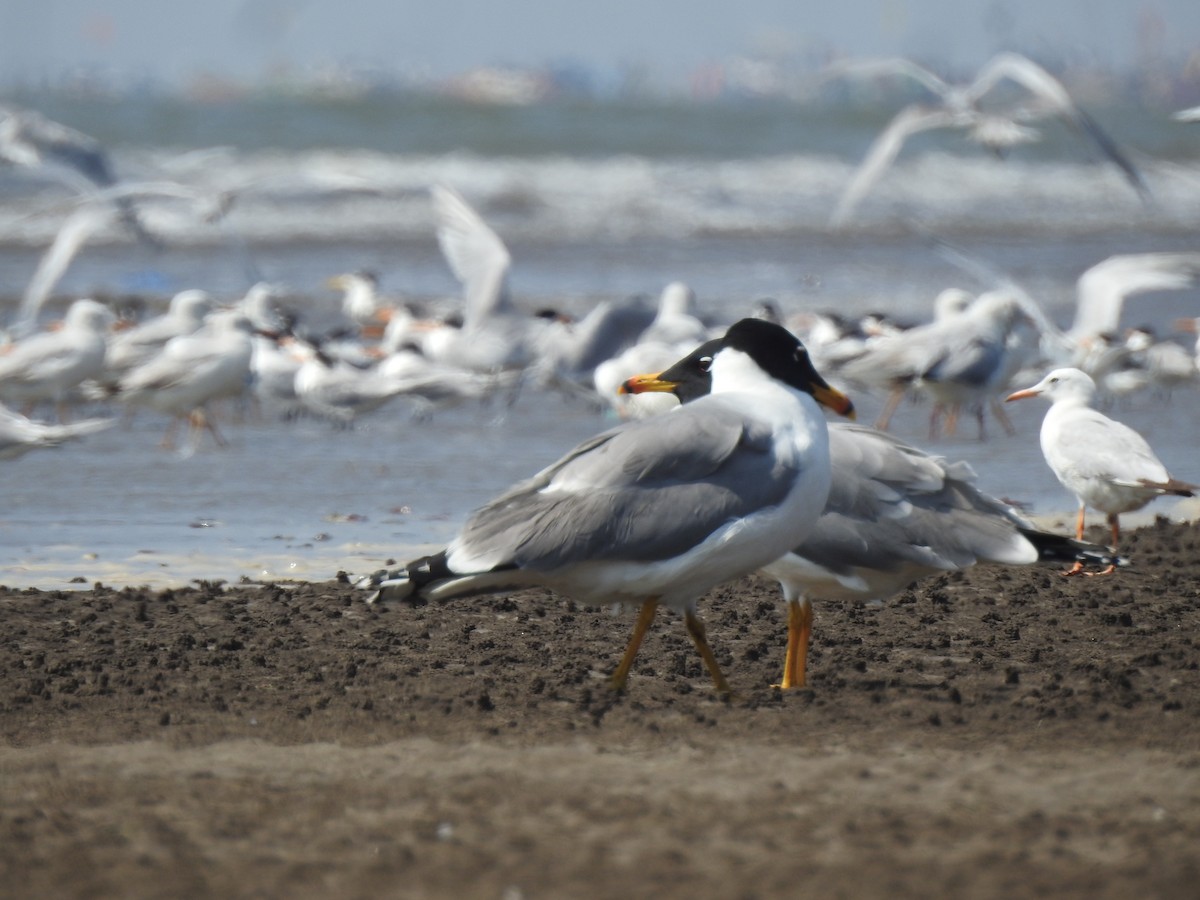 Pallas's Gull - ML617606501