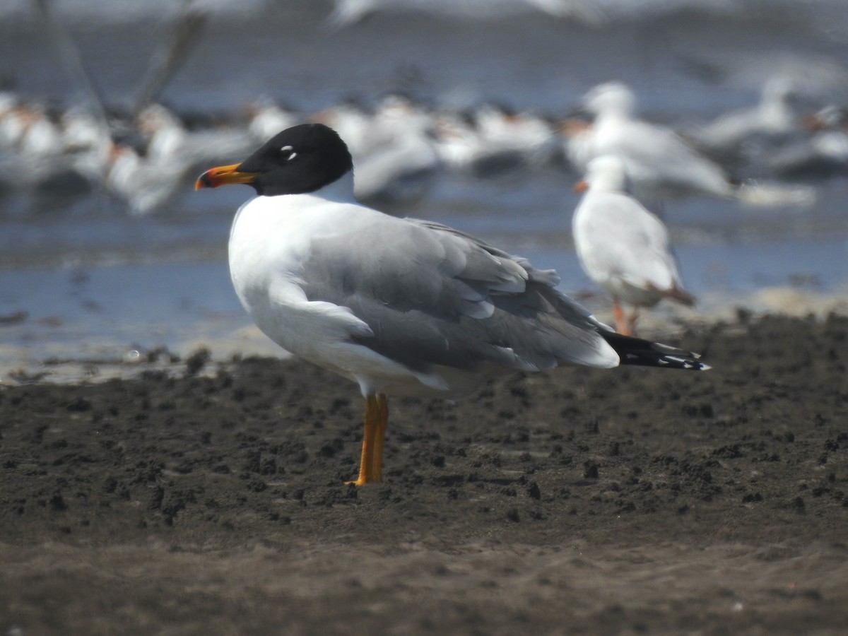 Pallas's Gull - ML617606513