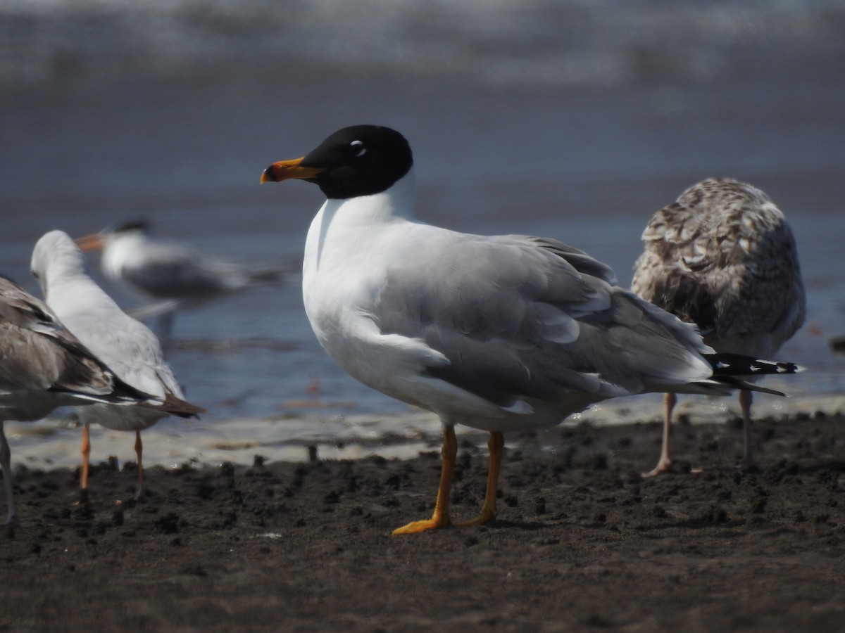 Pallas's Gull - ML617606514