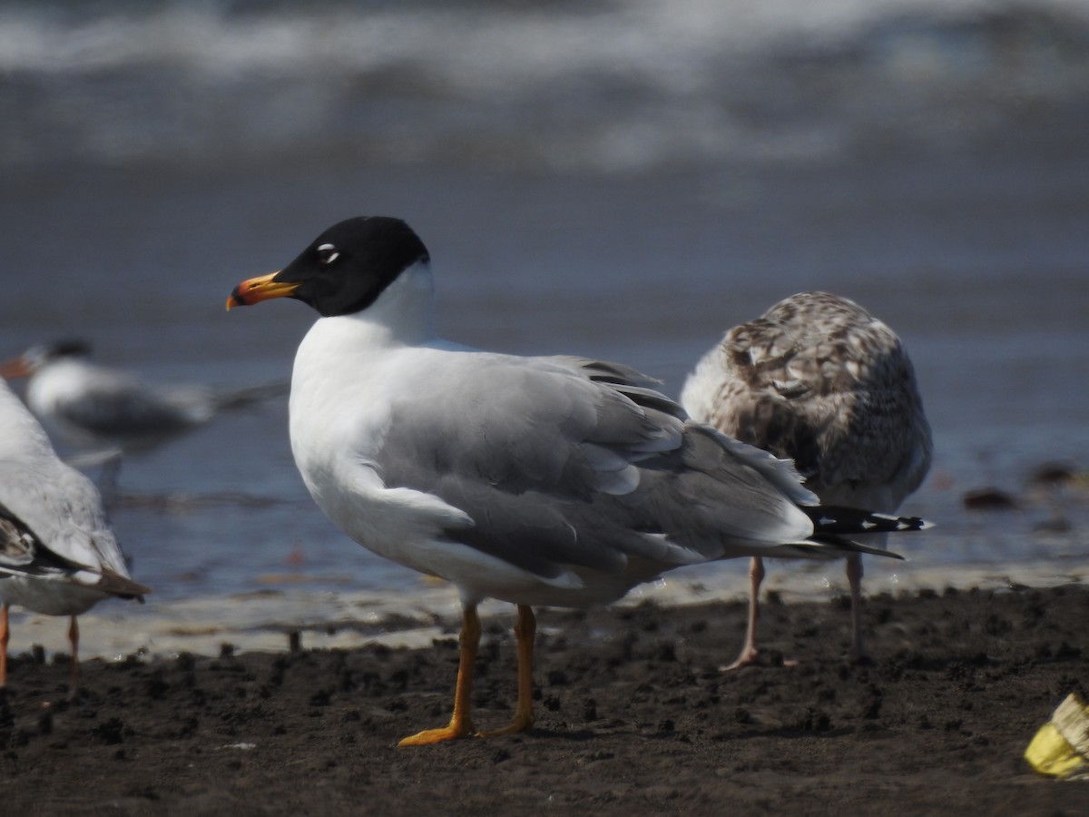 Pallas's Gull - ML617606515