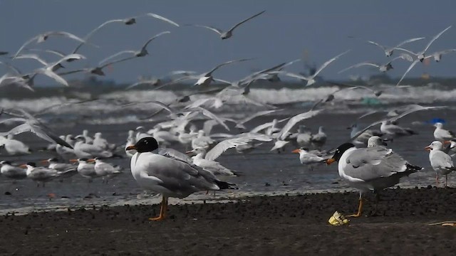 Pallas's Gull - ML617606517