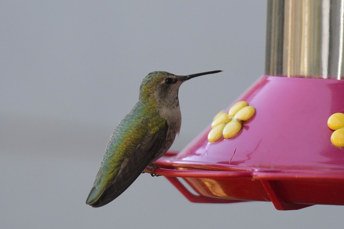 Anna's Hummingbird - ML617606521