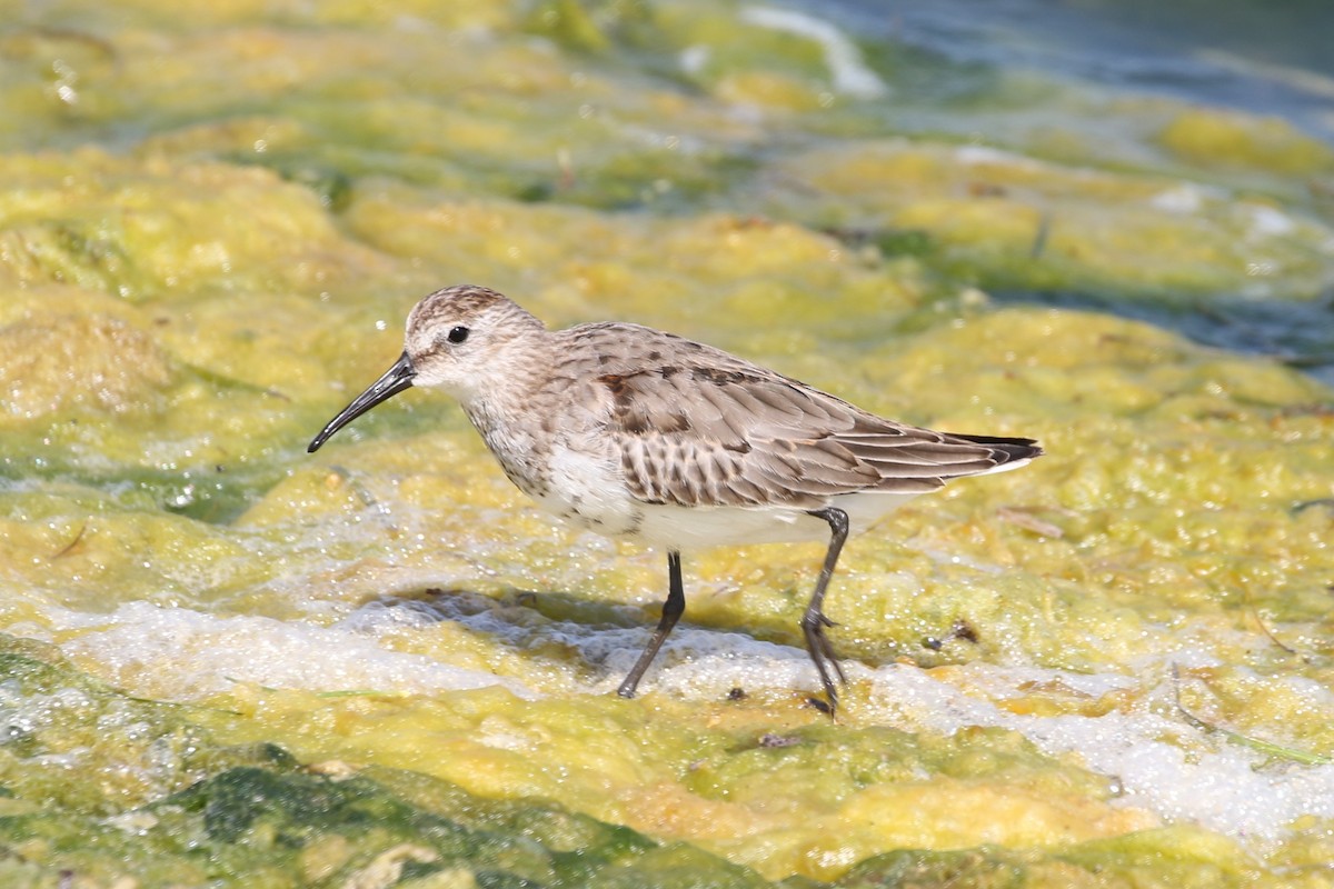 Dunlin - ML617606533