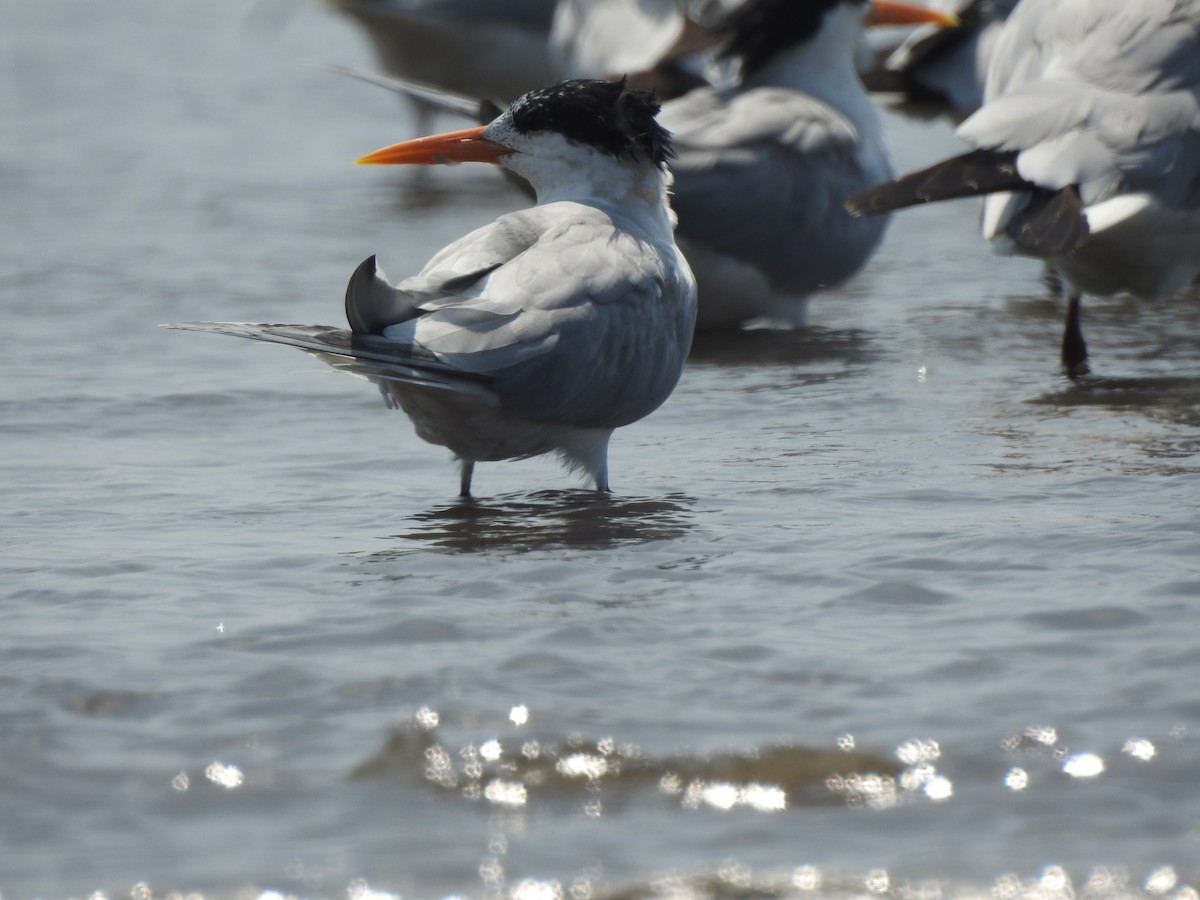 Lesser Crested Tern - ML617606539