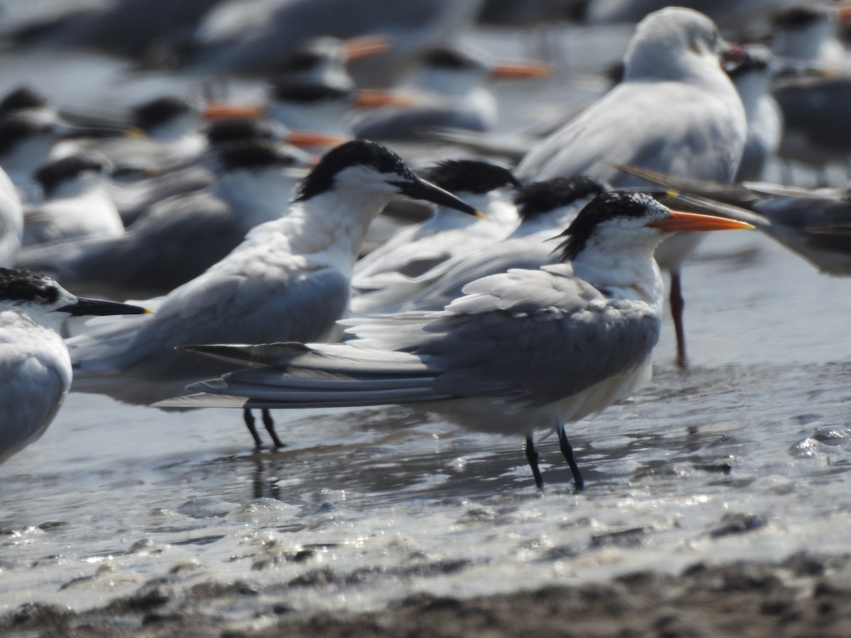 Lesser Crested Tern - ML617606543