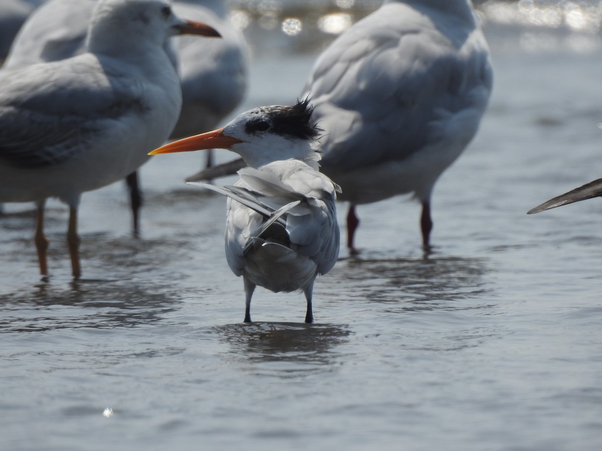 Lesser Crested Tern - ML617606545