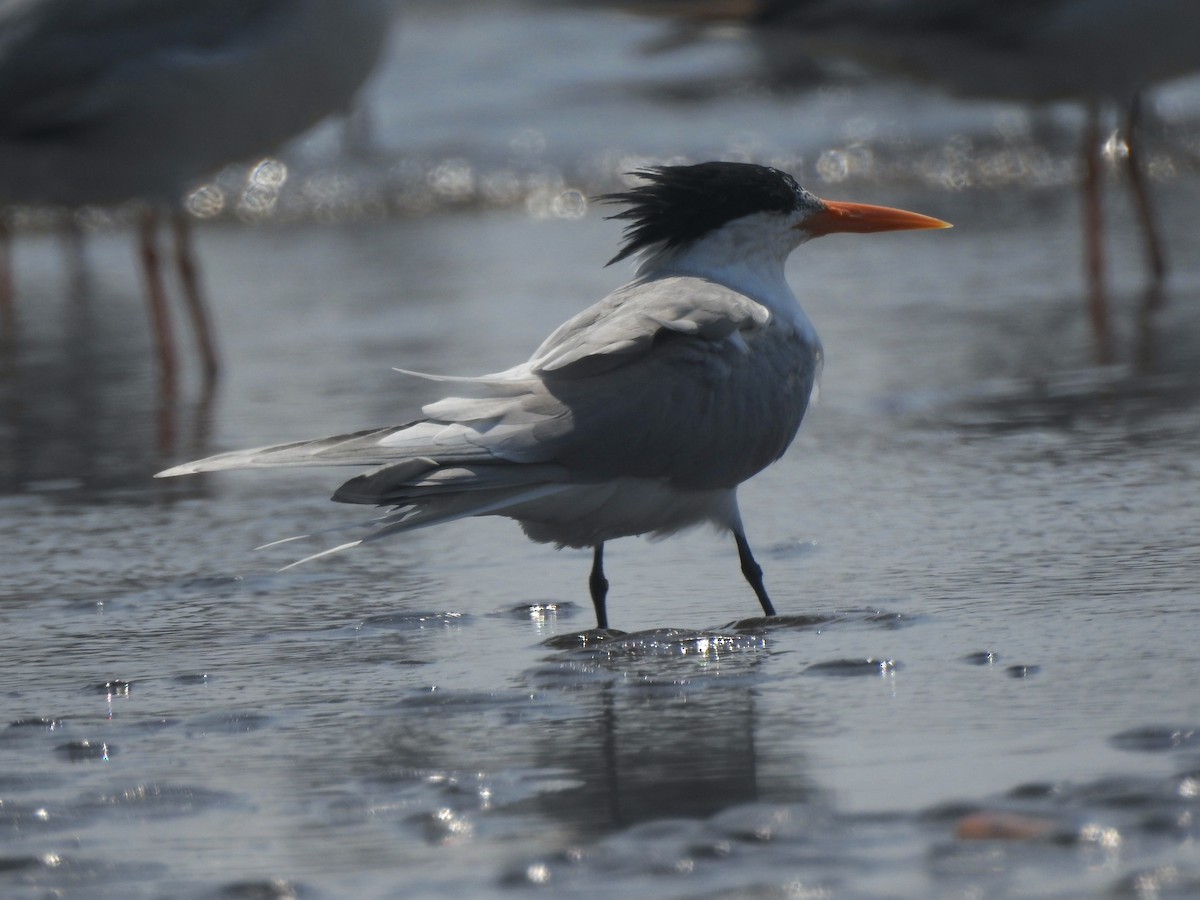 Lesser Crested Tern - ML617606547