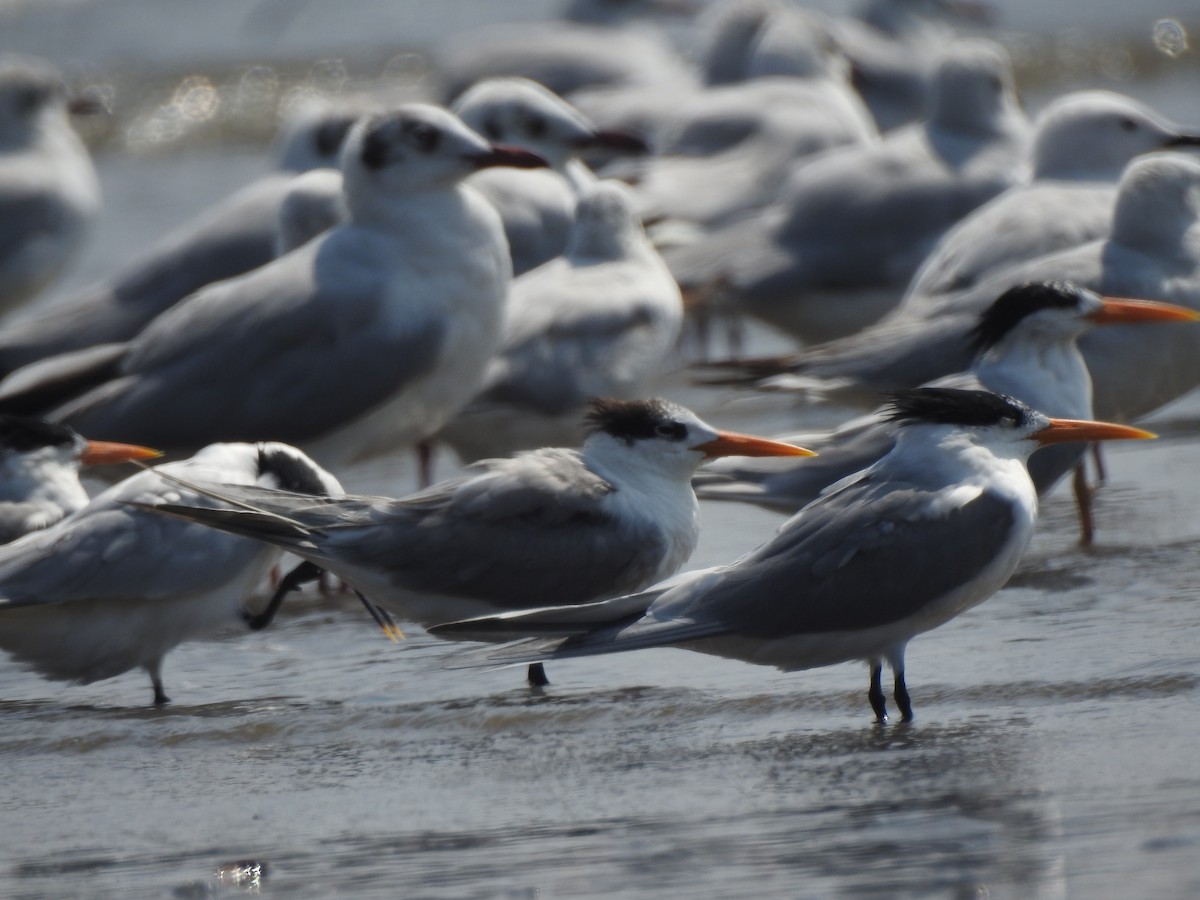 Lesser Crested Tern - ML617606551