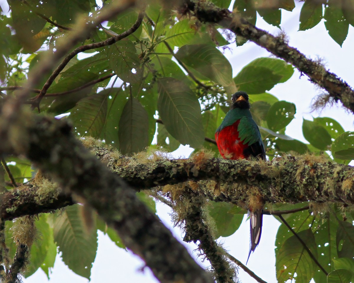 White-tipped Quetzal - ML617606568