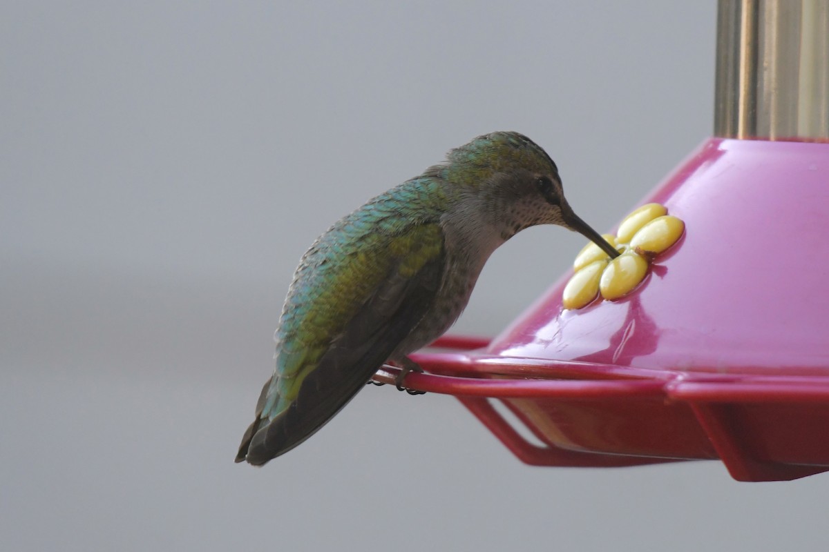 Anna's Hummingbird - ML617606569