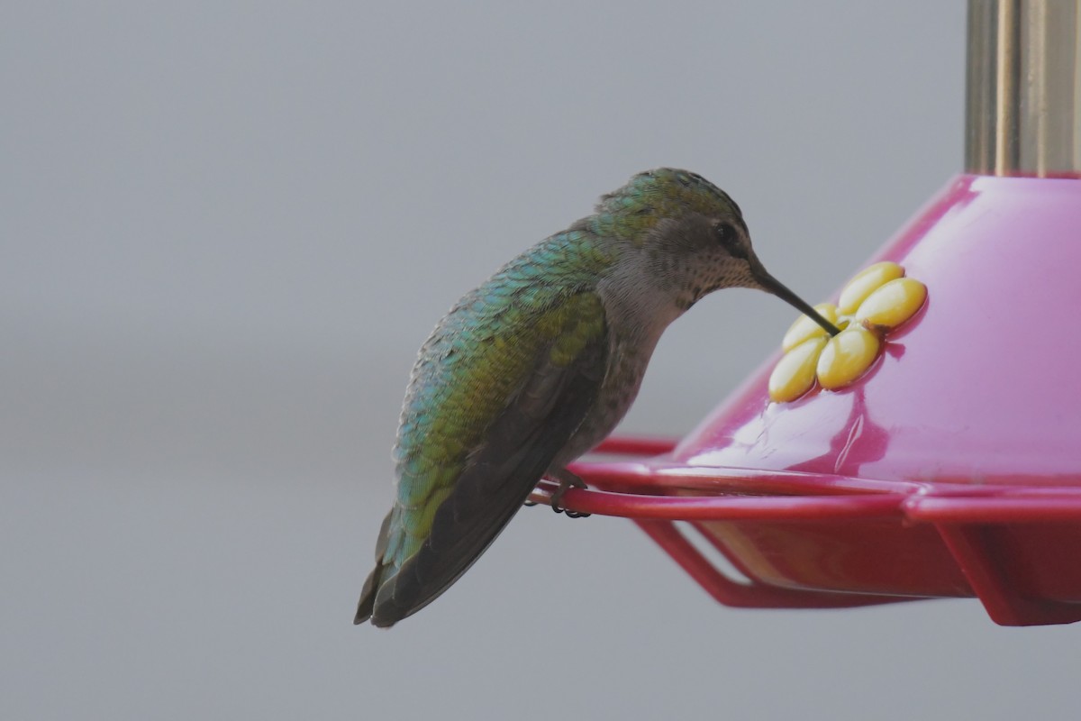 Anna's Hummingbird - ML617606570