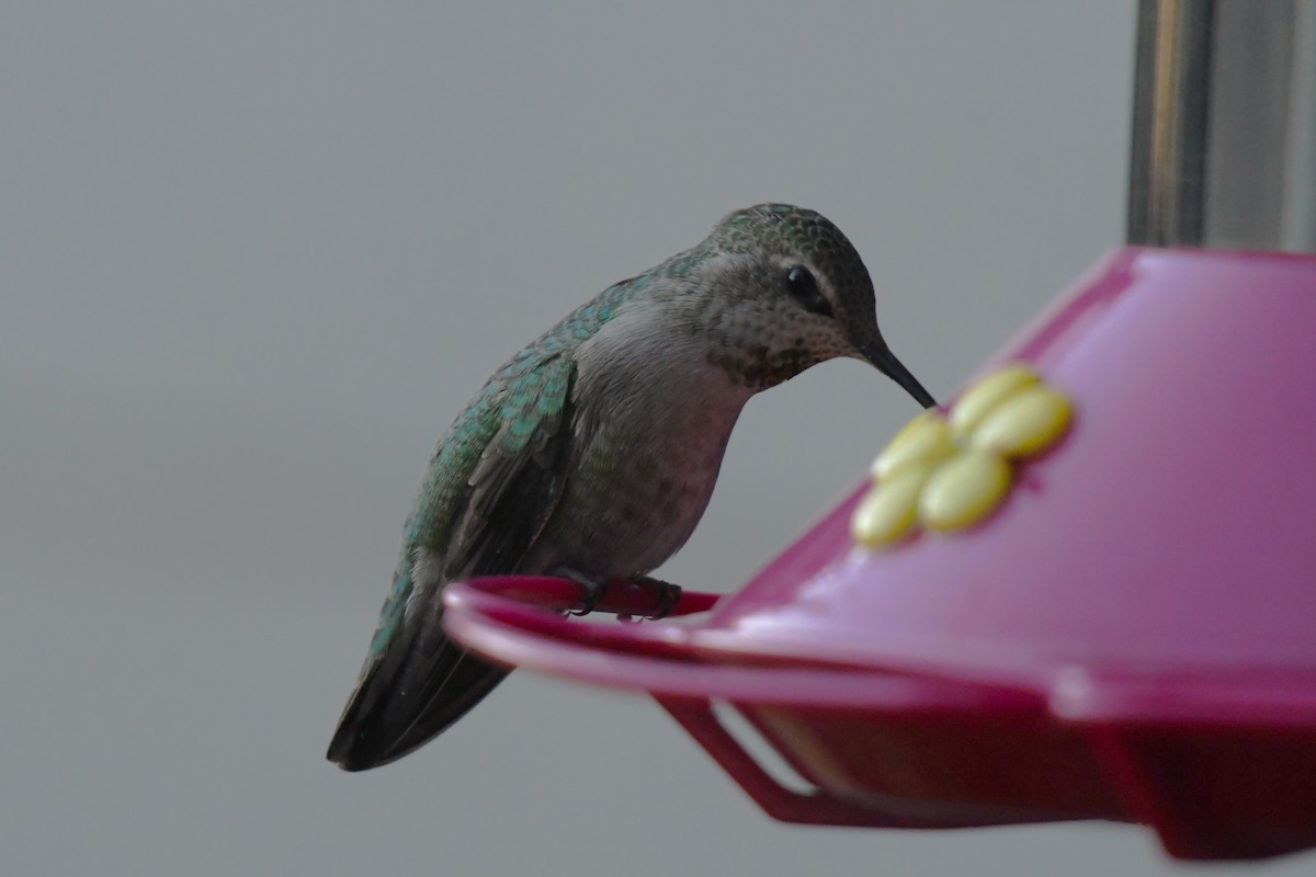 Anna's Hummingbird - ML617606572