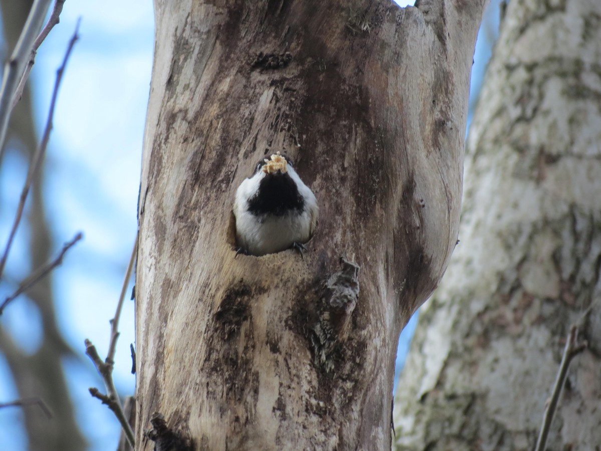 Black-capped Chickadee - ML617606588