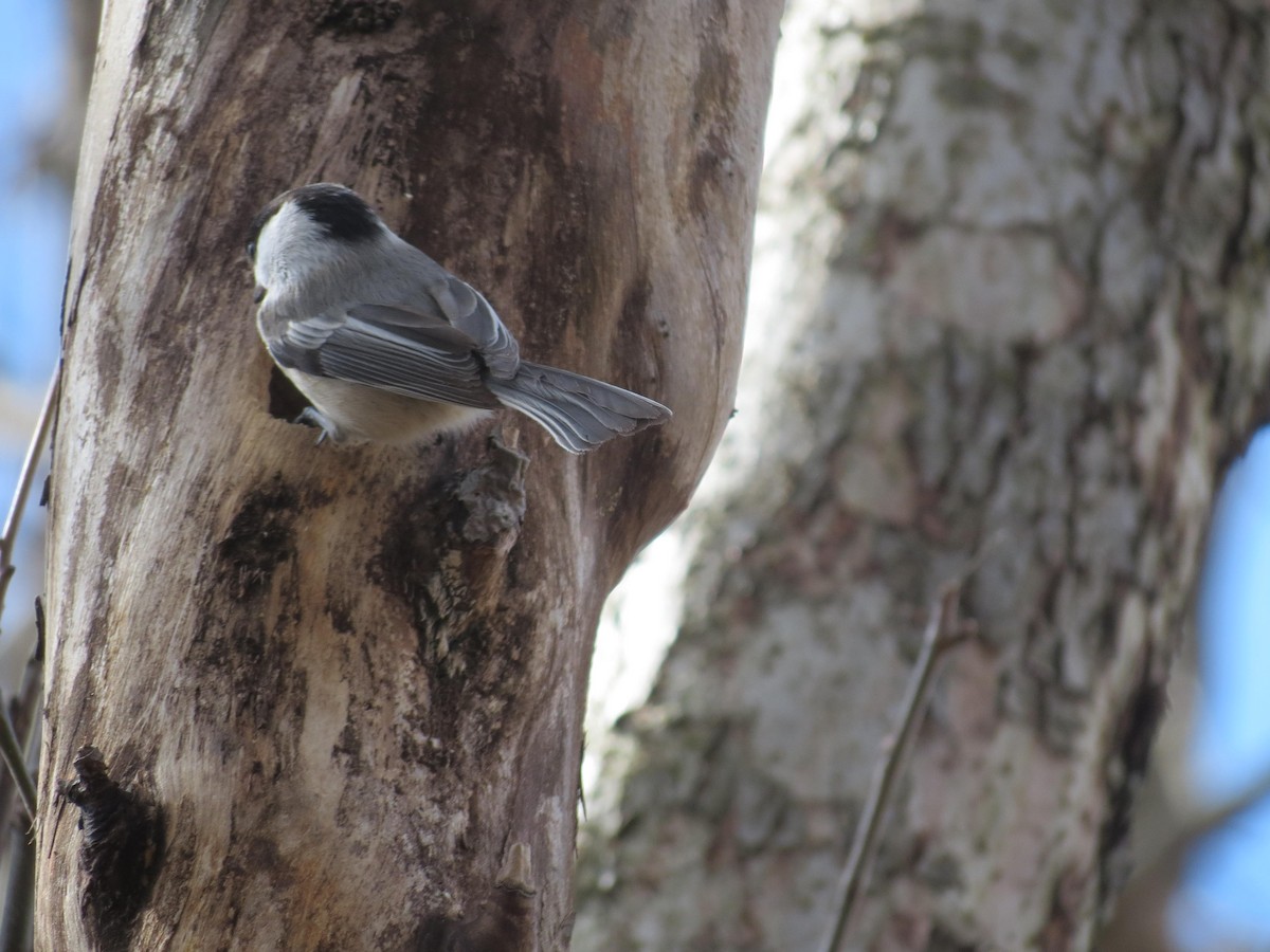 Black-capped Chickadee - ML617606594