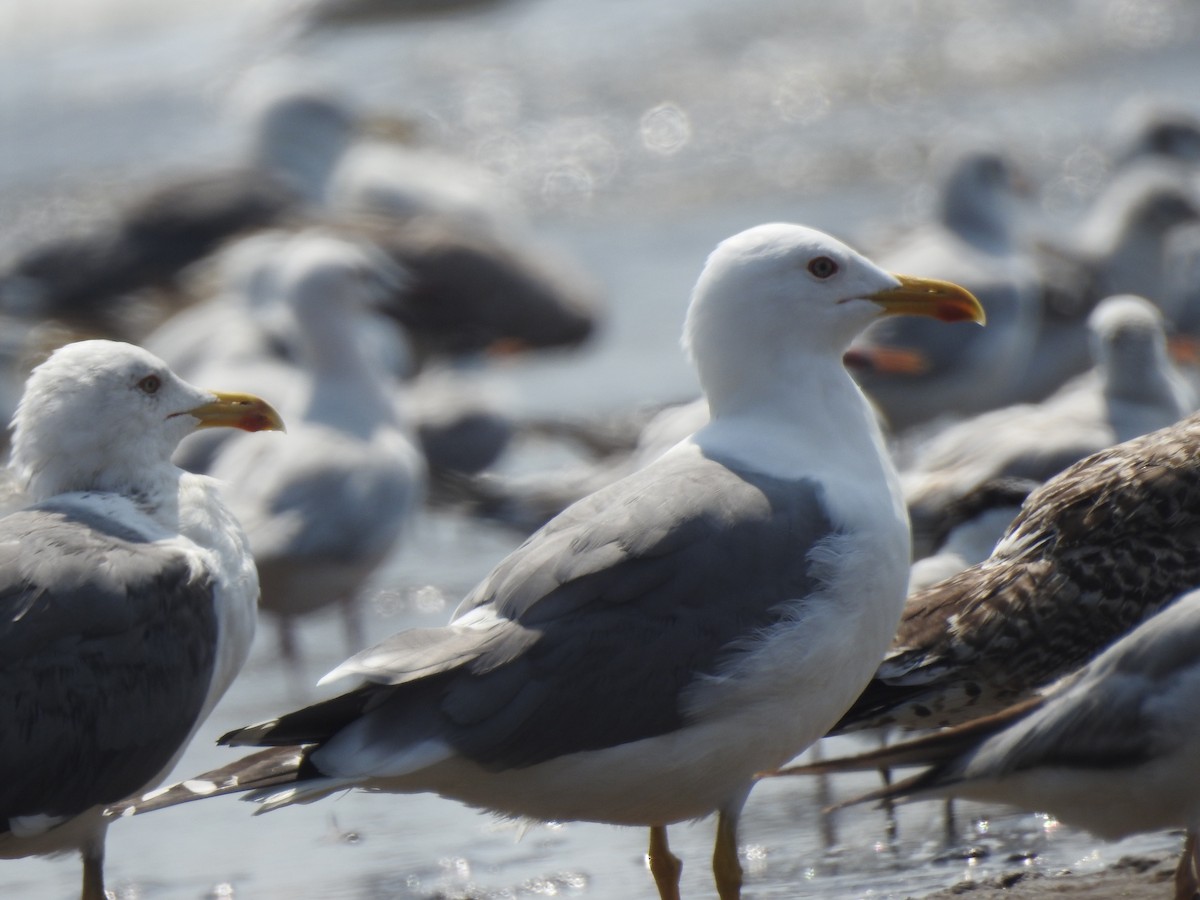 Lesser Black-backed Gull - ML617606597