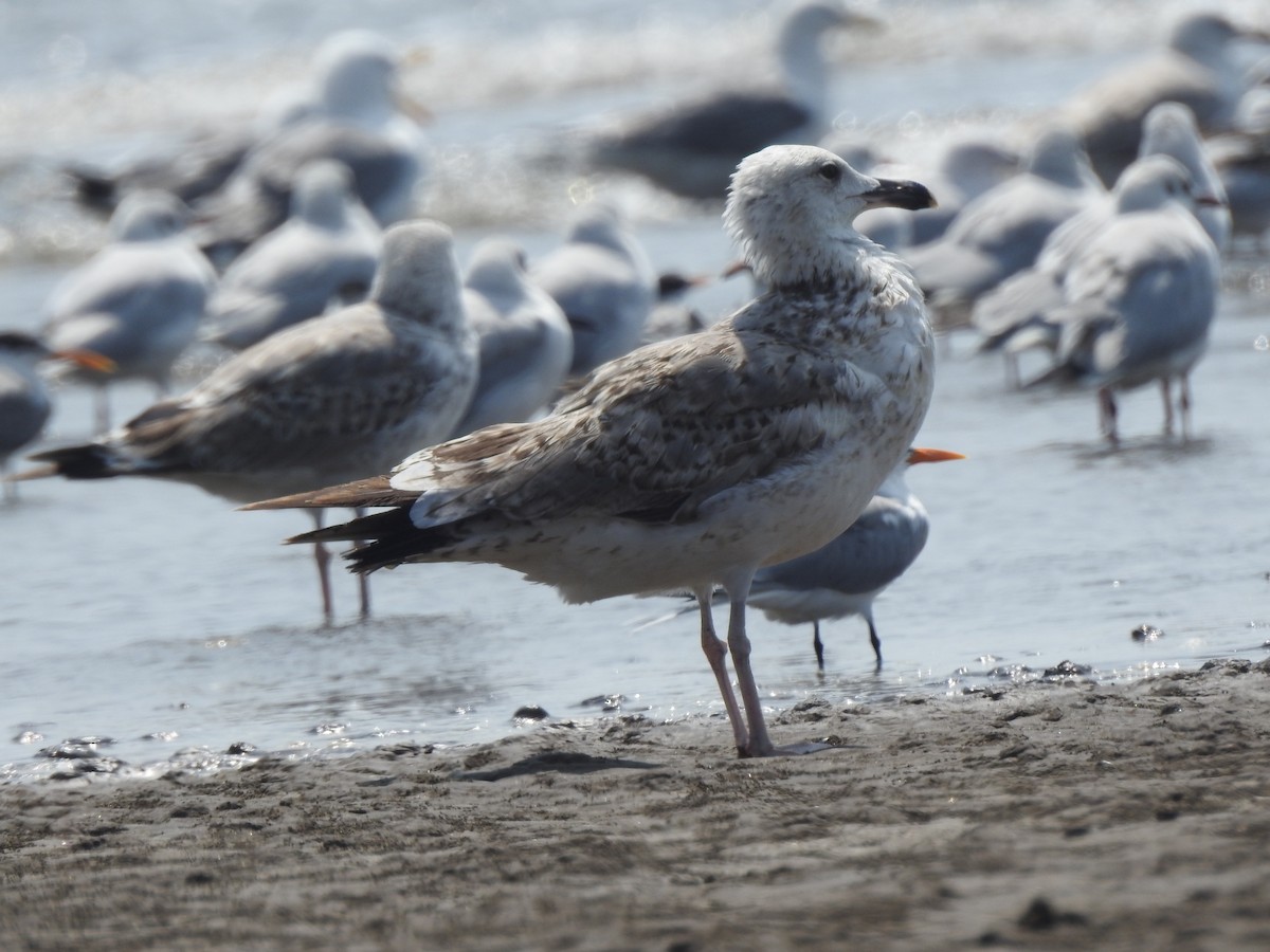 Gaviota Sombría - ML617606598