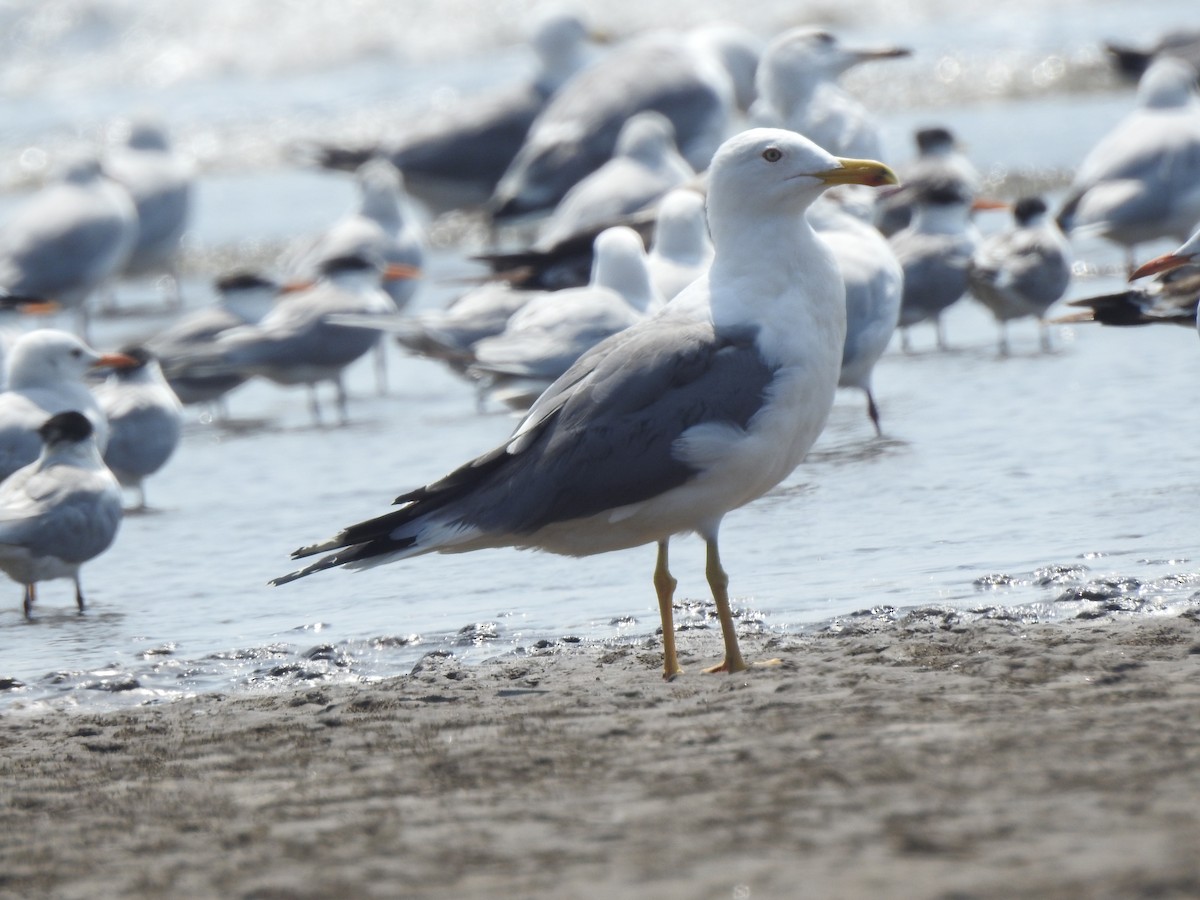 Lesser Black-backed Gull - ML617606599