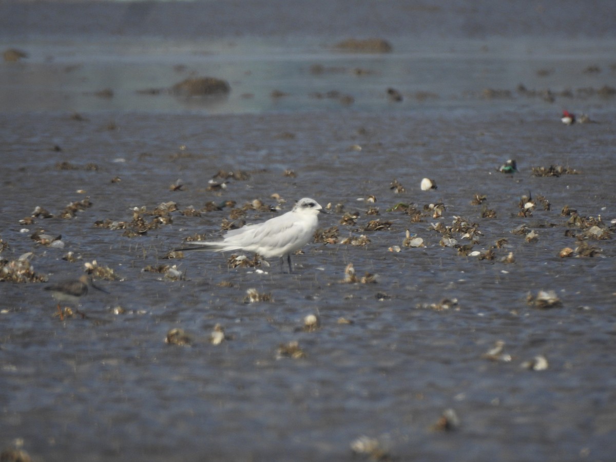 Brown-headed Gull - ML617606606