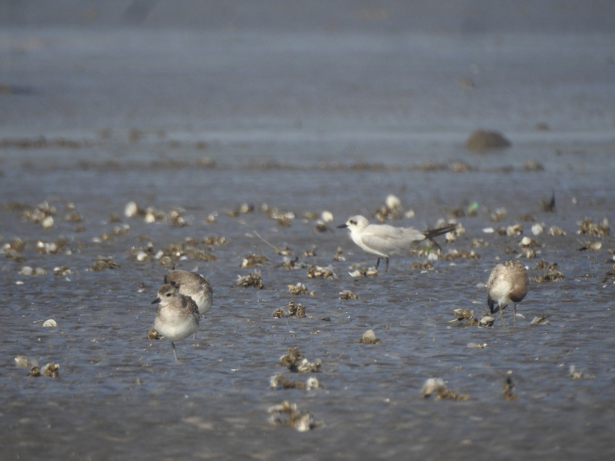 Brown-headed Gull - ML617606607