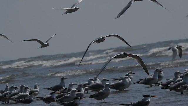 Brown-headed Gull - ML617606608