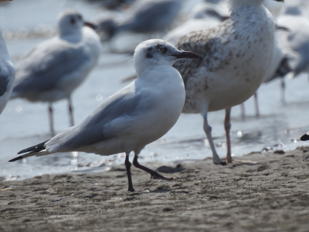 Brown-headed Gull - ML617606616