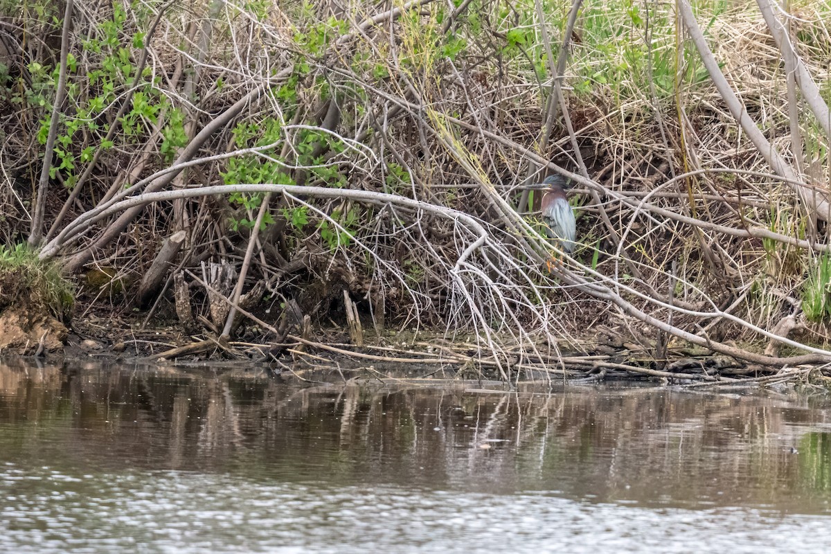 Green Heron - ML617606631