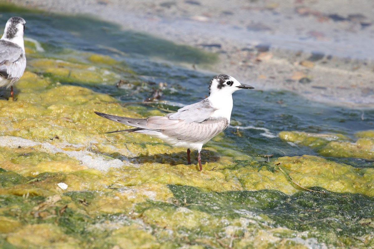 White-winged Tern - ML617606644