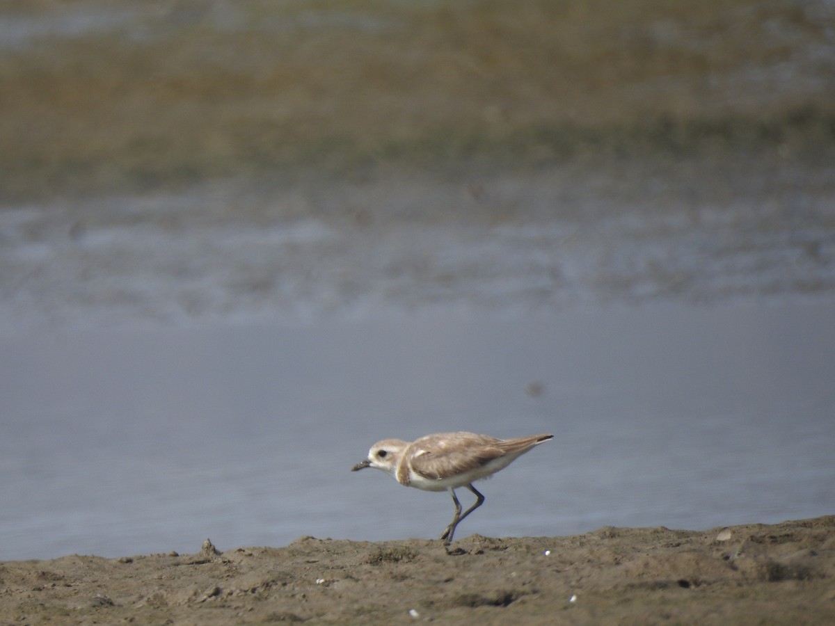 Tibetan Sand-Plover - ML617606657