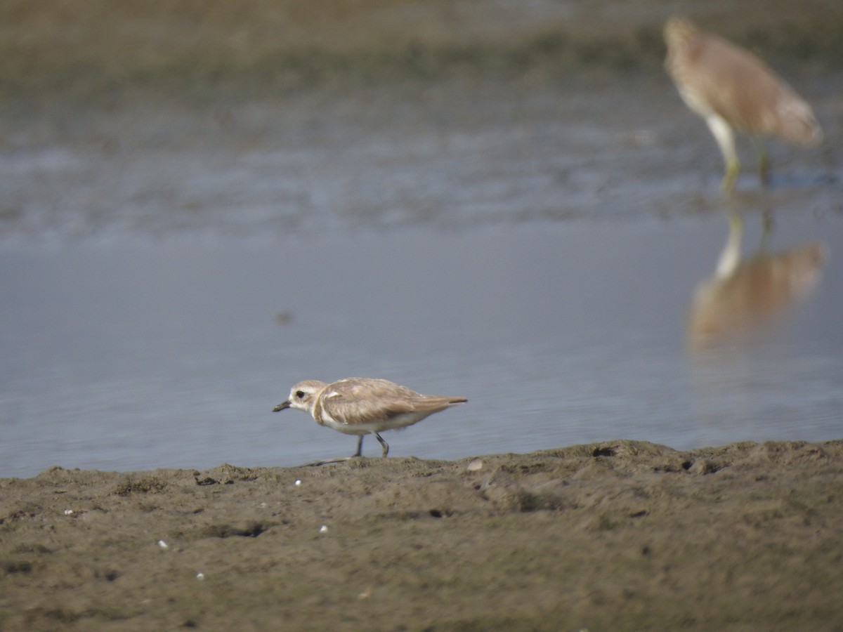 Tibetan Sand-Plover - ML617606658