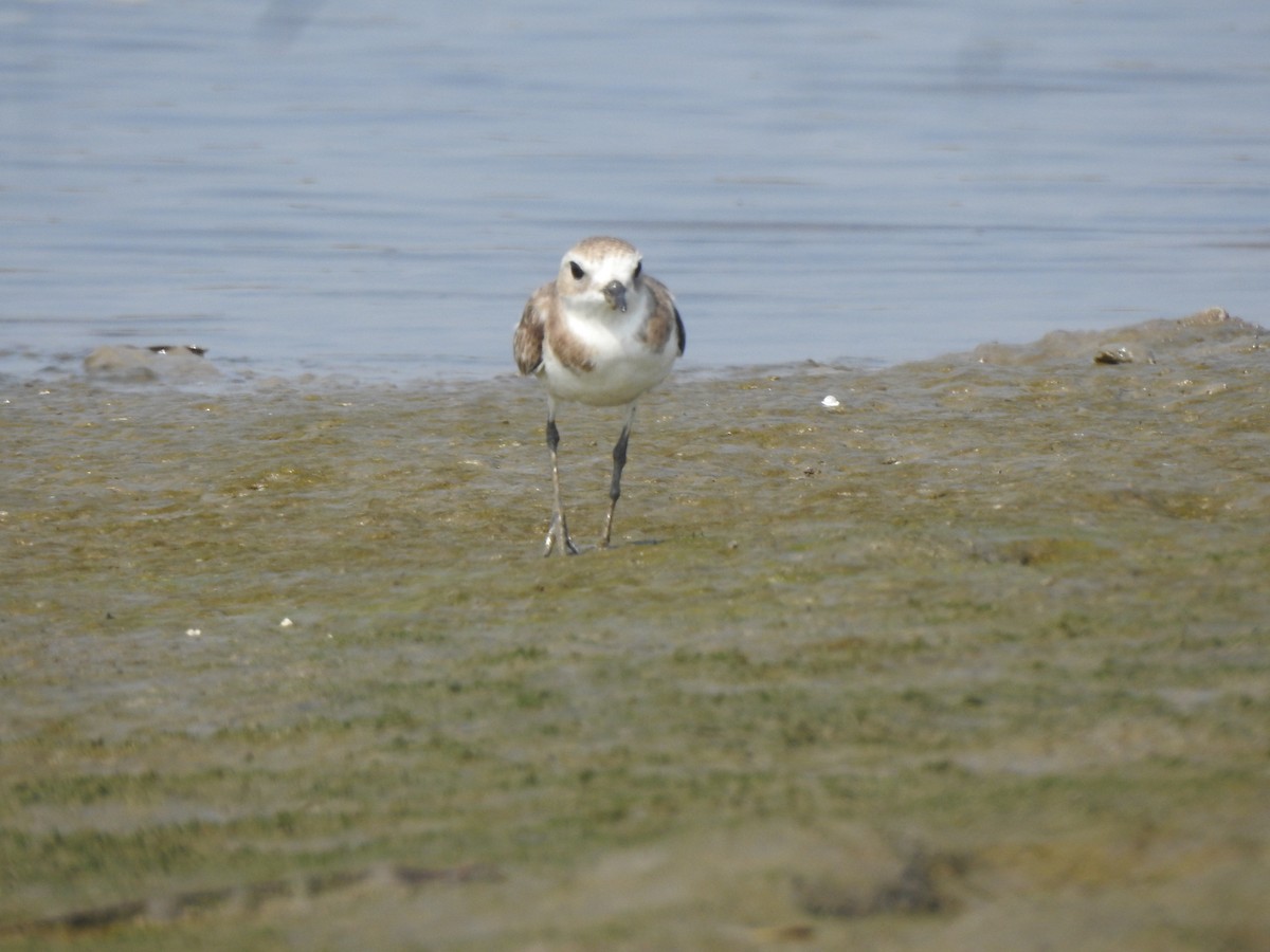 Tibetan Sand-Plover - ML617606659