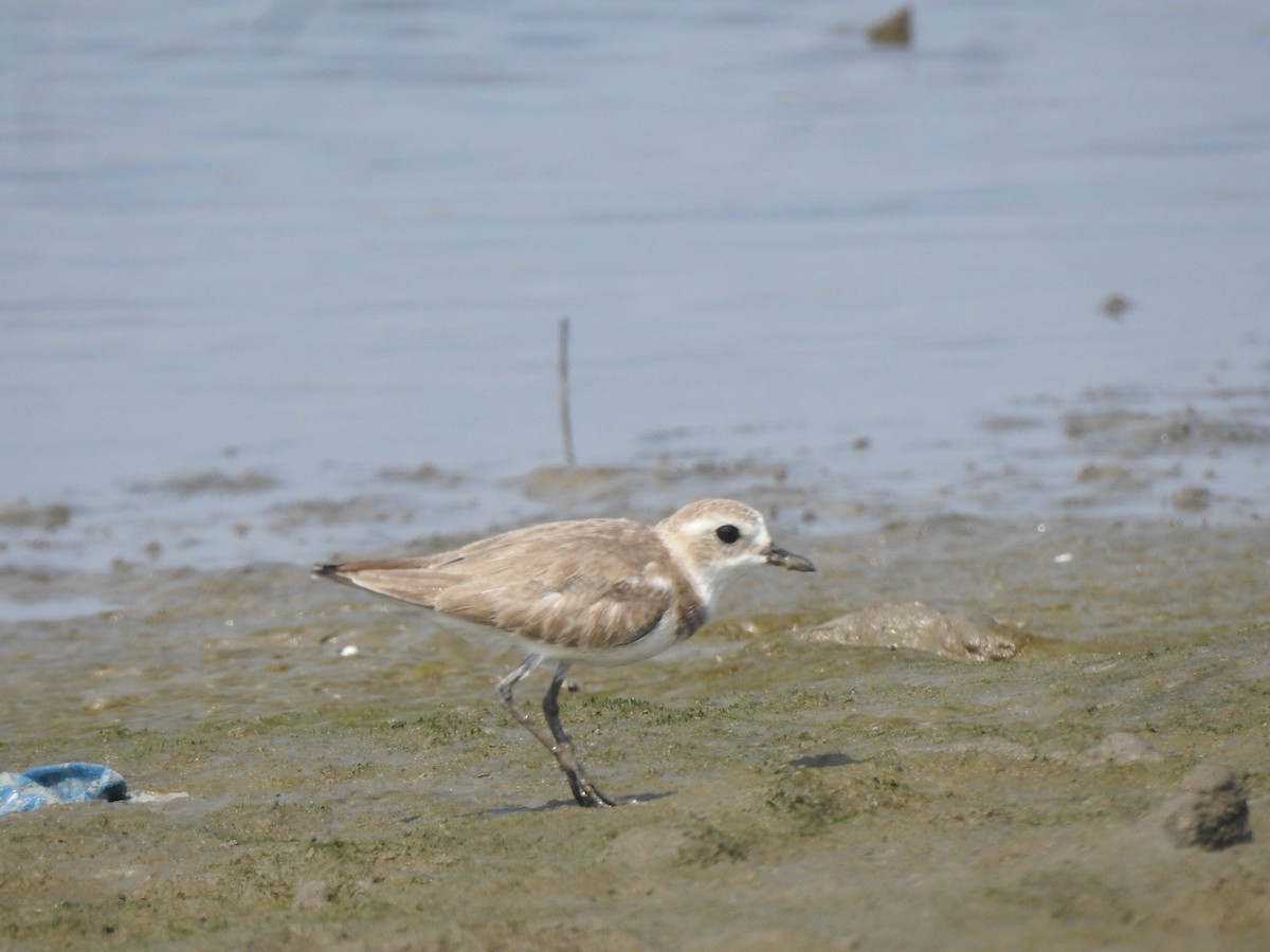 Tibetan Sand-Plover - ML617606660