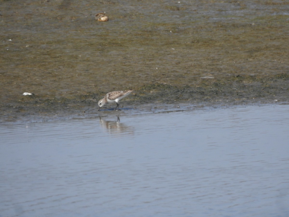 Tibetan Sand-Plover - ML617606661