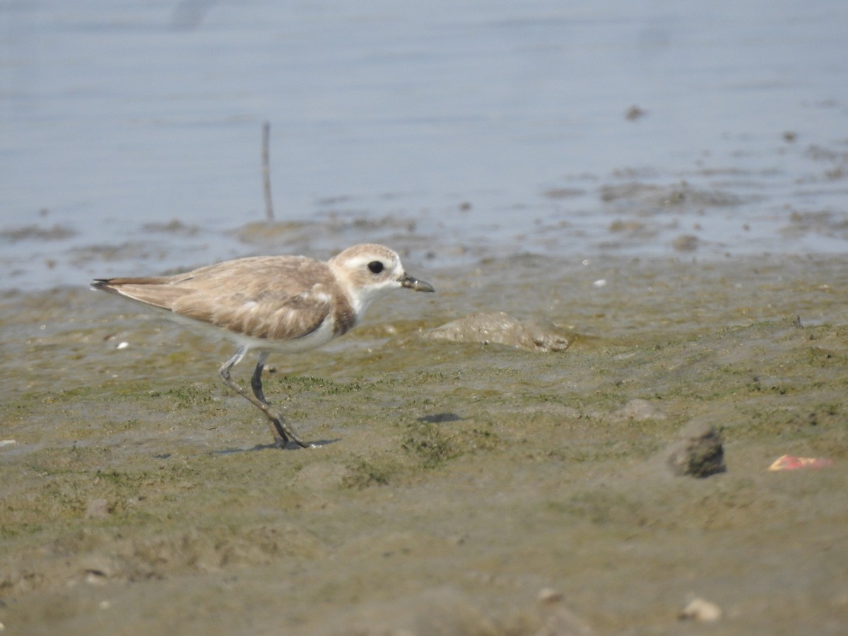 Tibetan Sand-Plover - ML617606662