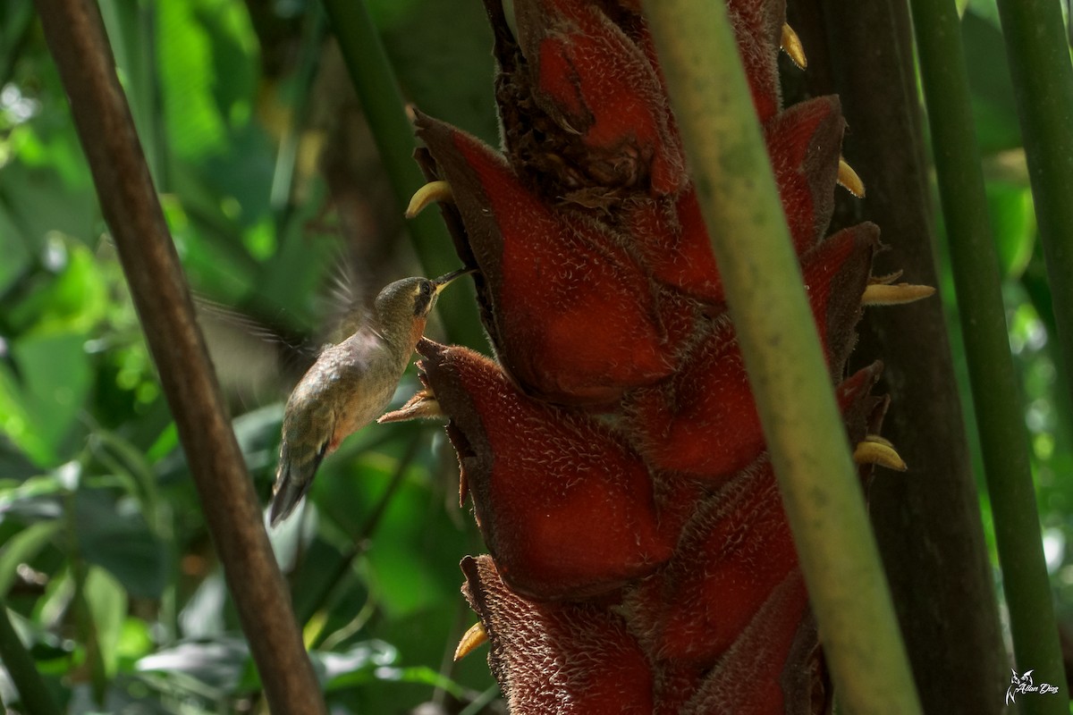 Полосатохвостый колибри-отшельник - ML617606664