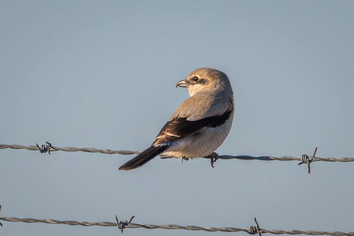 Northern Shrike - ML617606687