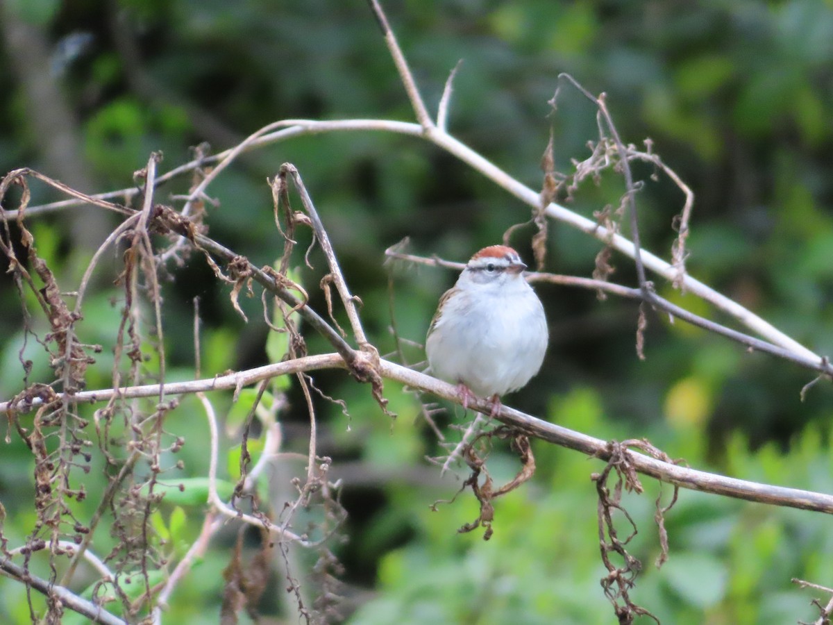 Chipping Sparrow - ML617606707