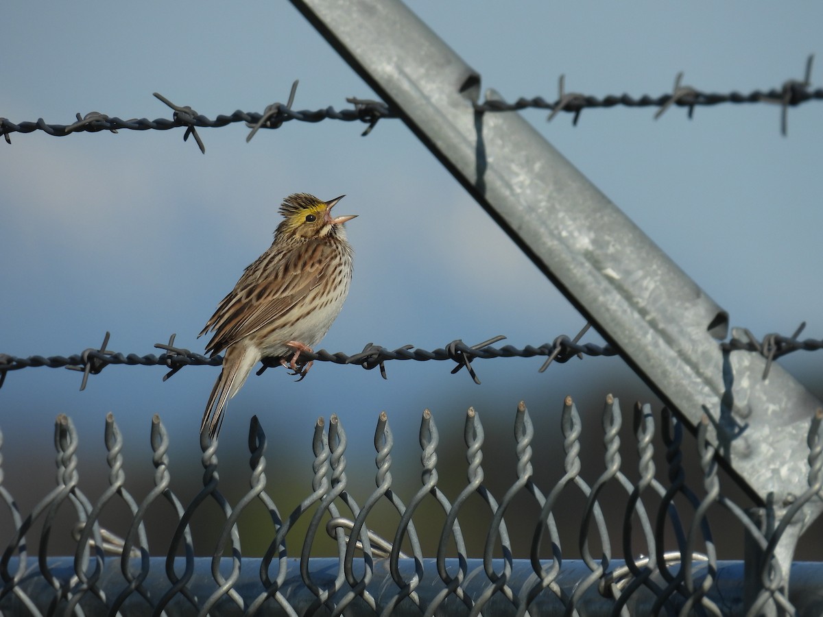 Savannah Sparrow - ML617606733