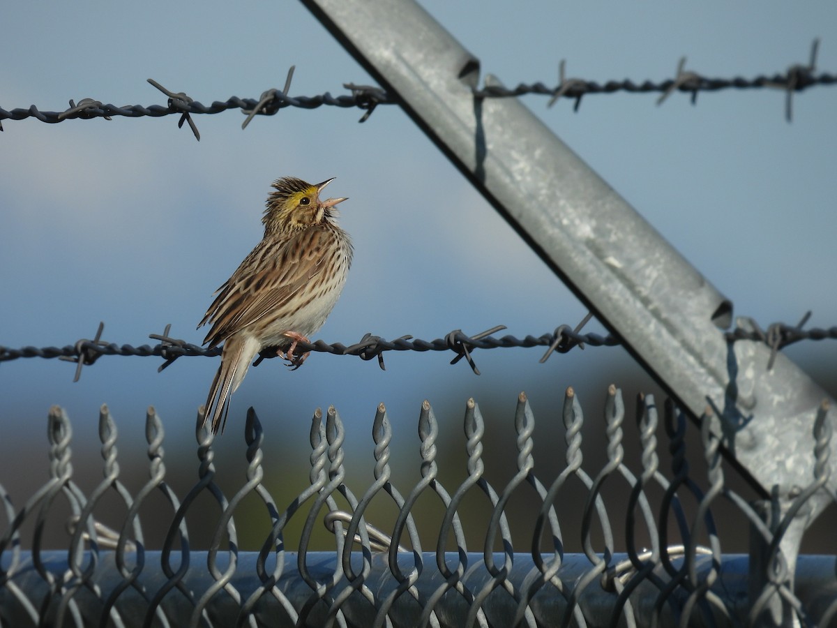 Savannah Sparrow - ML617606737